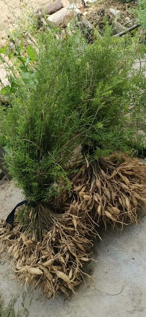 天门冬有什么利用价值 老姚谈植物 Mdeditor