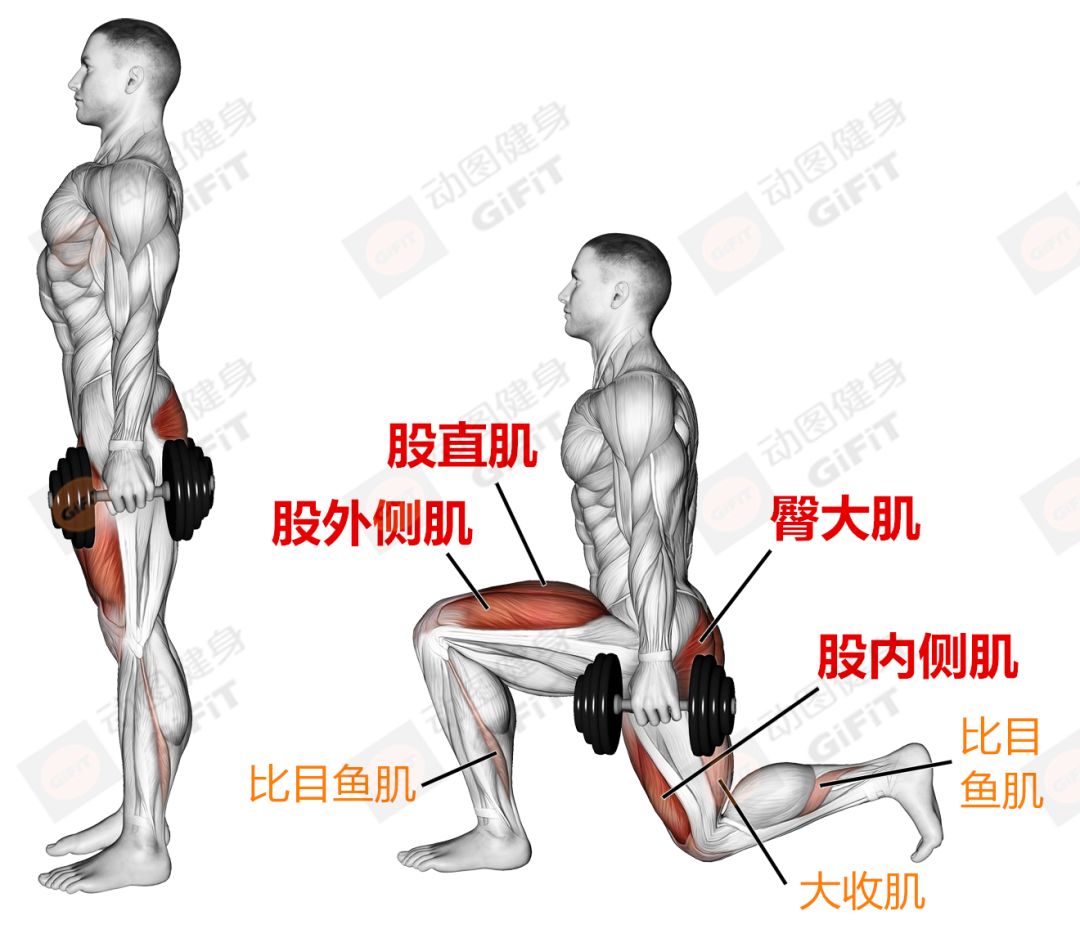 健身新手应该天天练，还是隔天练？