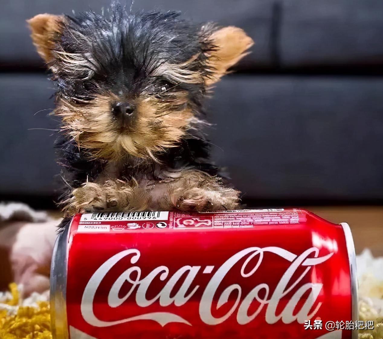 原来世界上最小的狗狗不是茶杯犬而居然是它 资讯咖