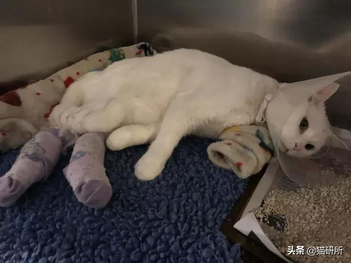 從癱瘓到死亡只有幾小時,貓血栓到底有多兇險?_貓研所- MdEditor