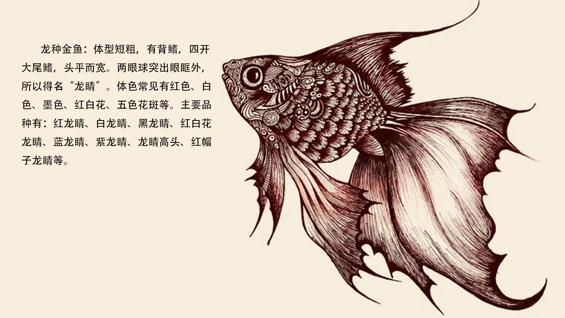 中国古代人把可观赏的金鱼分为以下几种