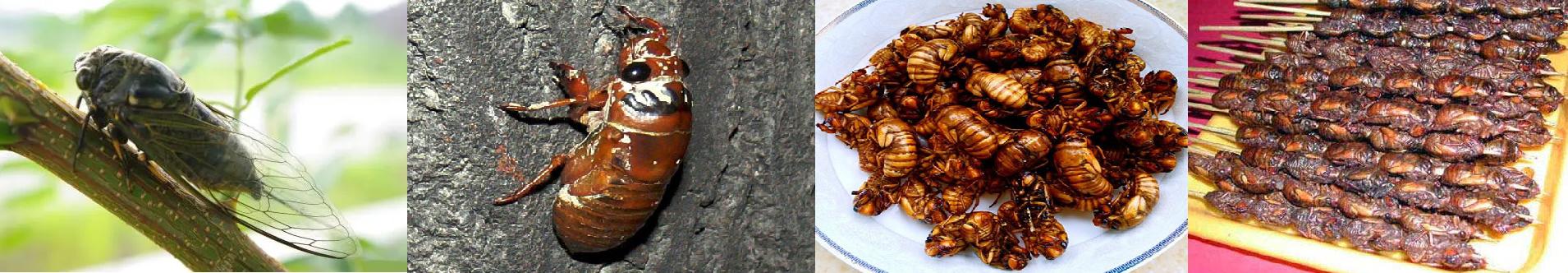 Disgusted Insect 20 most frightening and disgusting insects - iNEWS
