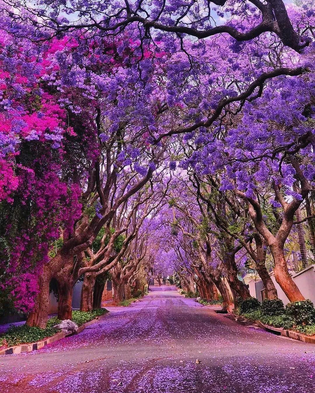 美得令人窒息的澳洲蓝花楹 资讯咖