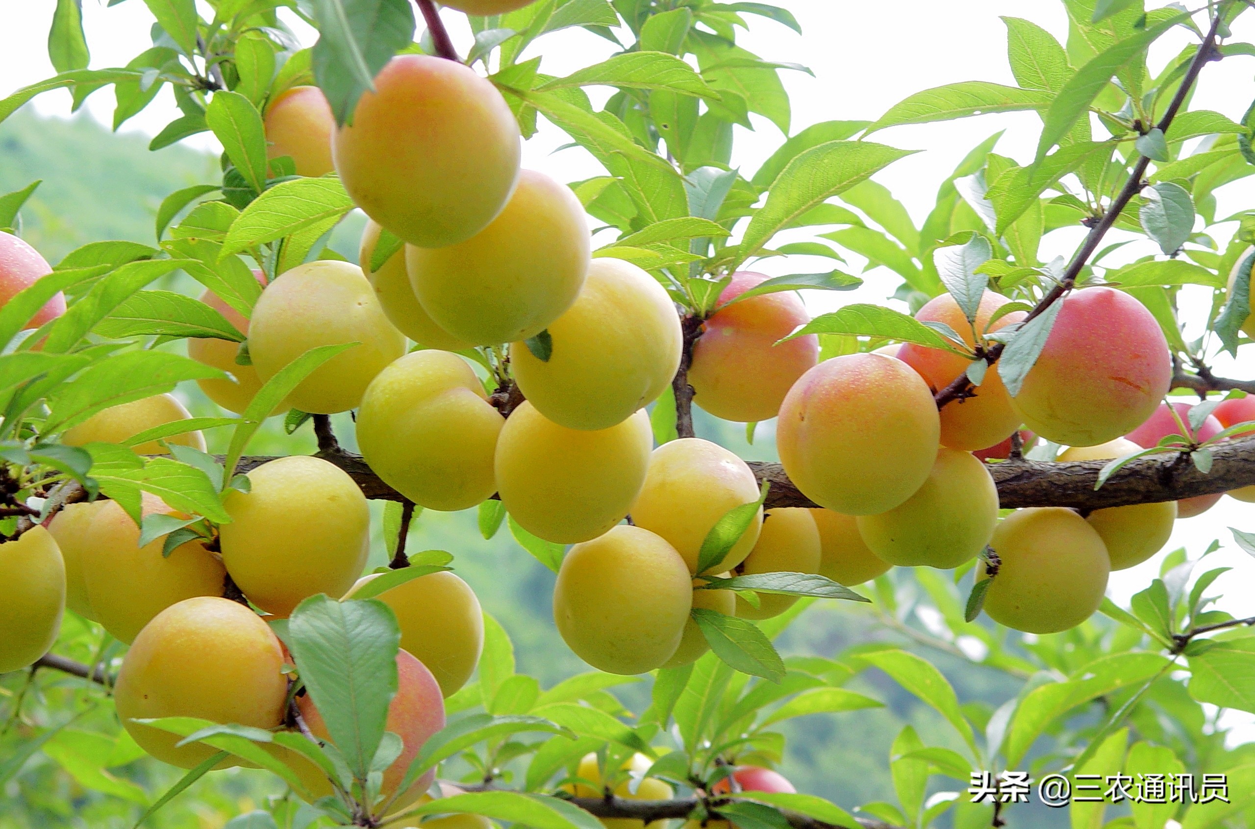 广西水果全国第一不简单，原因有这些