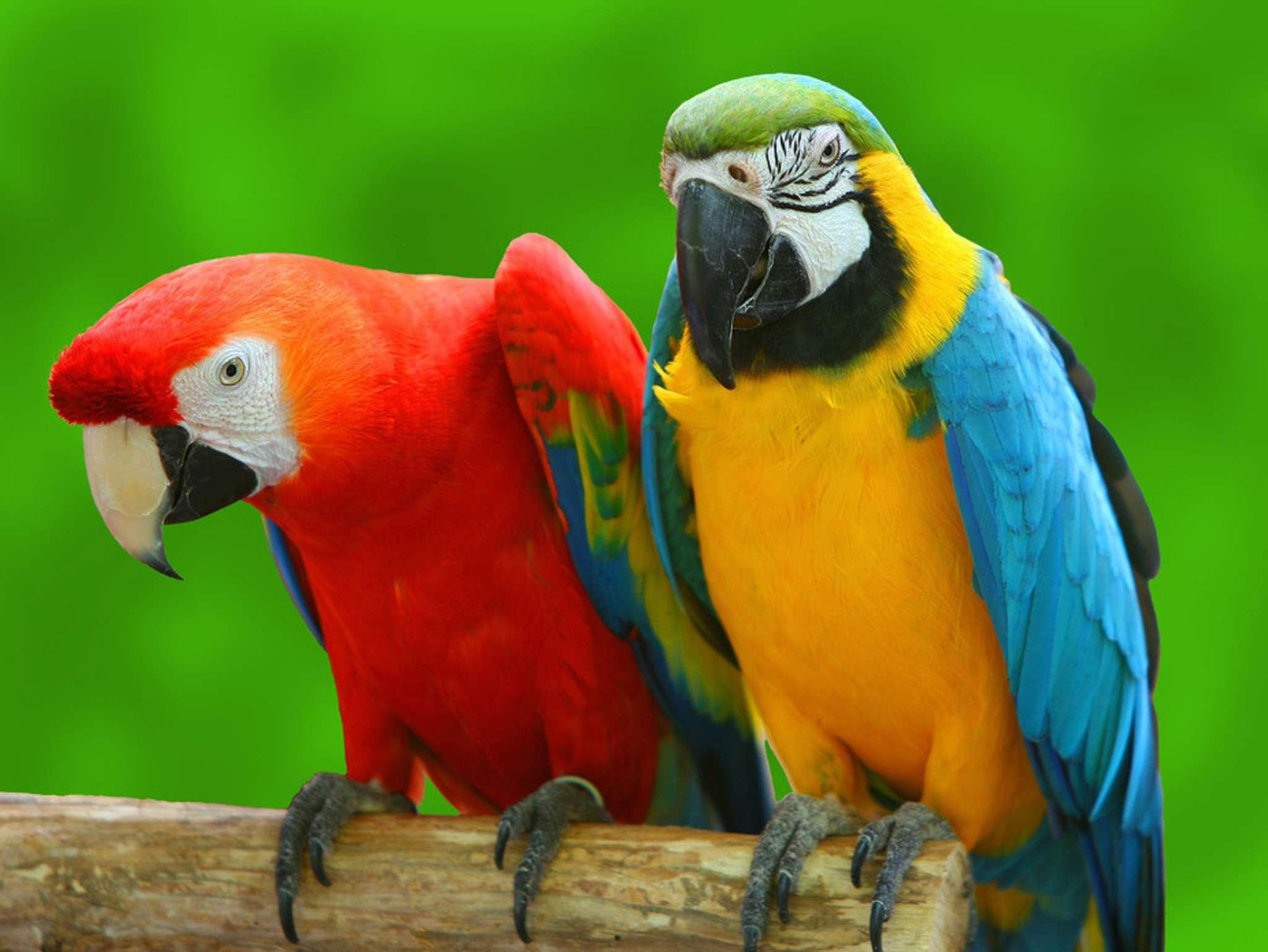 把人誤認為對象，交配季對人腦袋狂風暴雨，一無是處成為最佳鳥？