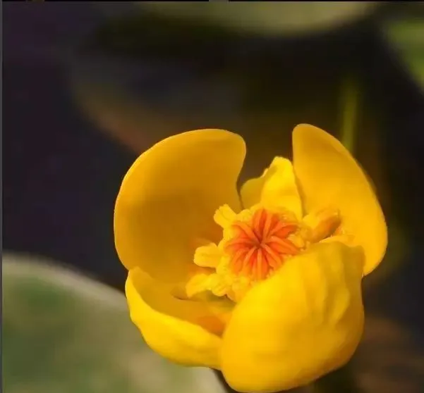 160種· 奇花異草,絕對有你沒見過的! 「下部分」