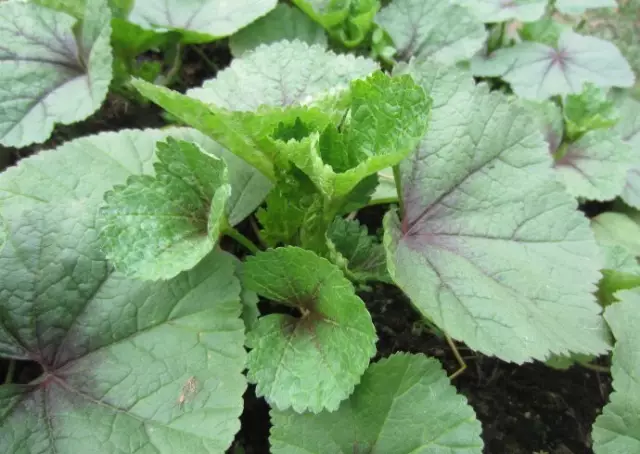 農村常吃的40種· 野菜，能治病能解饞，你吃過幾種呢？