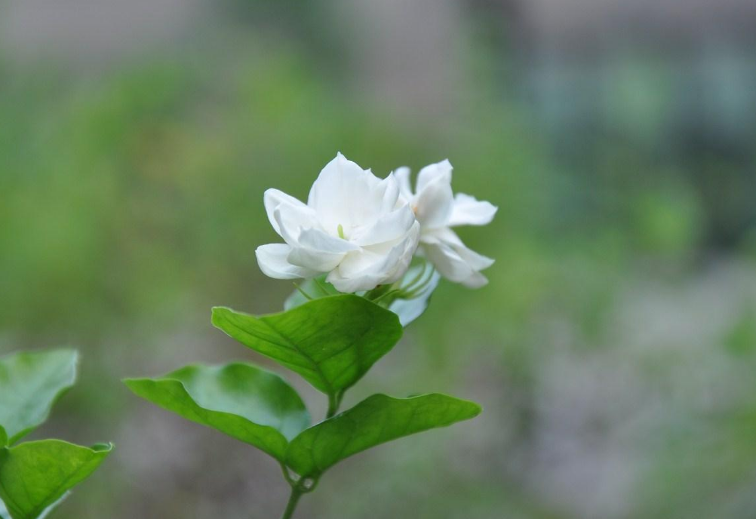 好一朵茉莉花，12首茉莉花的诗词，茉莉花开香满院-第15张图片-诗句网