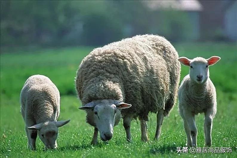 细说羊毛&羊绒的区别，一字之差，你的羊绒大衣买对了吗？