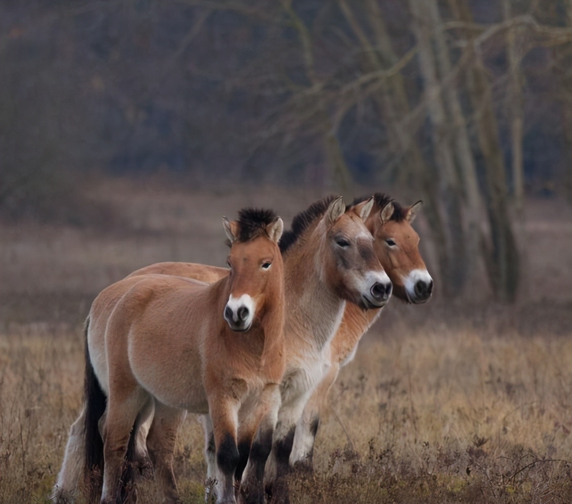 馬兒的交配和繁殖 奇怪的知識又增加了 Mp頭條