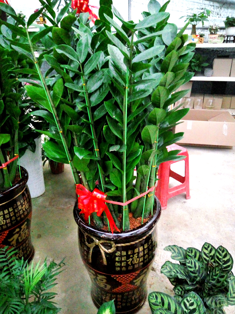 6種花盆，不適合養(yǎng)花，難怪長勢不好，扔了吧