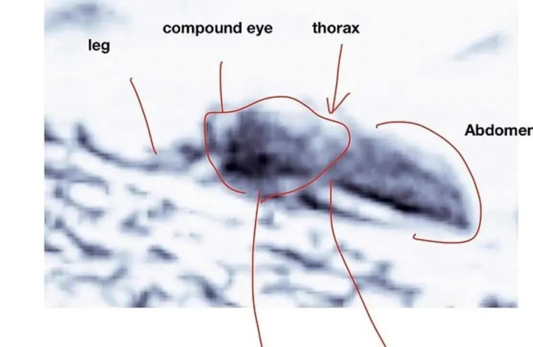 這麽多年過去了，火星上多輛火星車拍到了什麽？類似包裝膜的異物