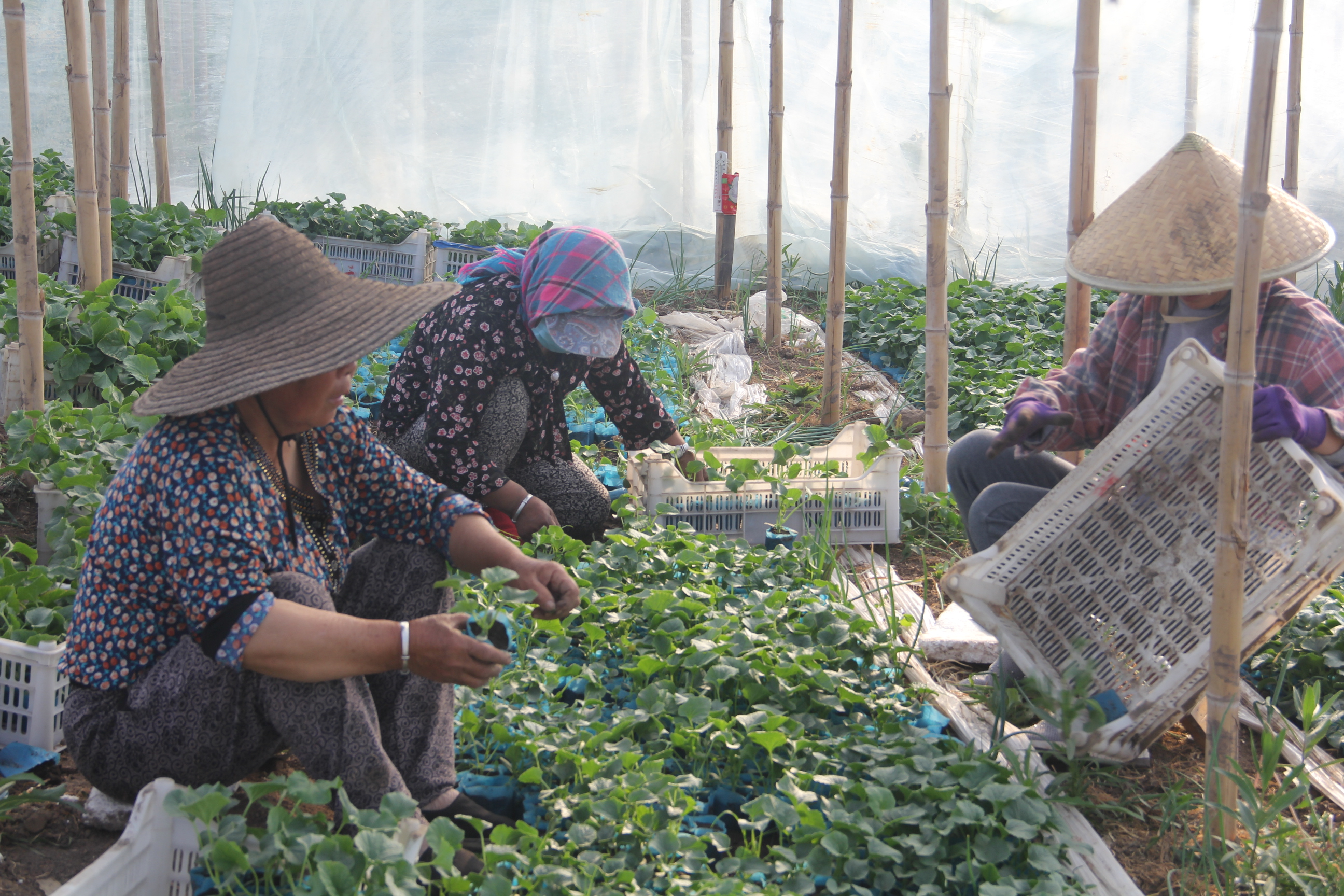 天然種植 享受健康—九臺區土們嶺鎮曉俊種植業(yè)家庭農場(chǎng)