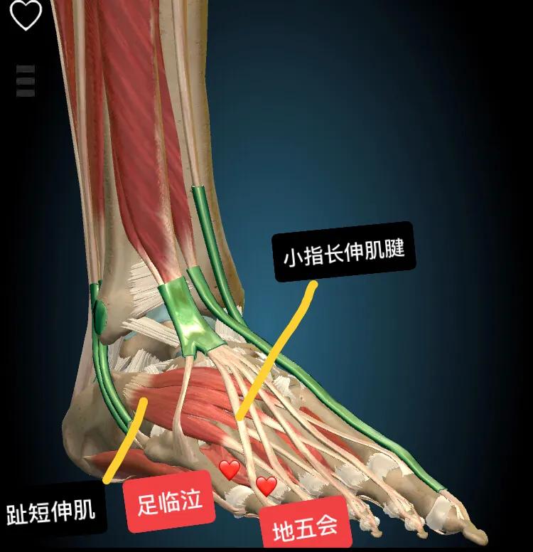 【取穴方法】先从侠溪穴,沿着第四和第五跖骨之间向上循摸至小趾长伸