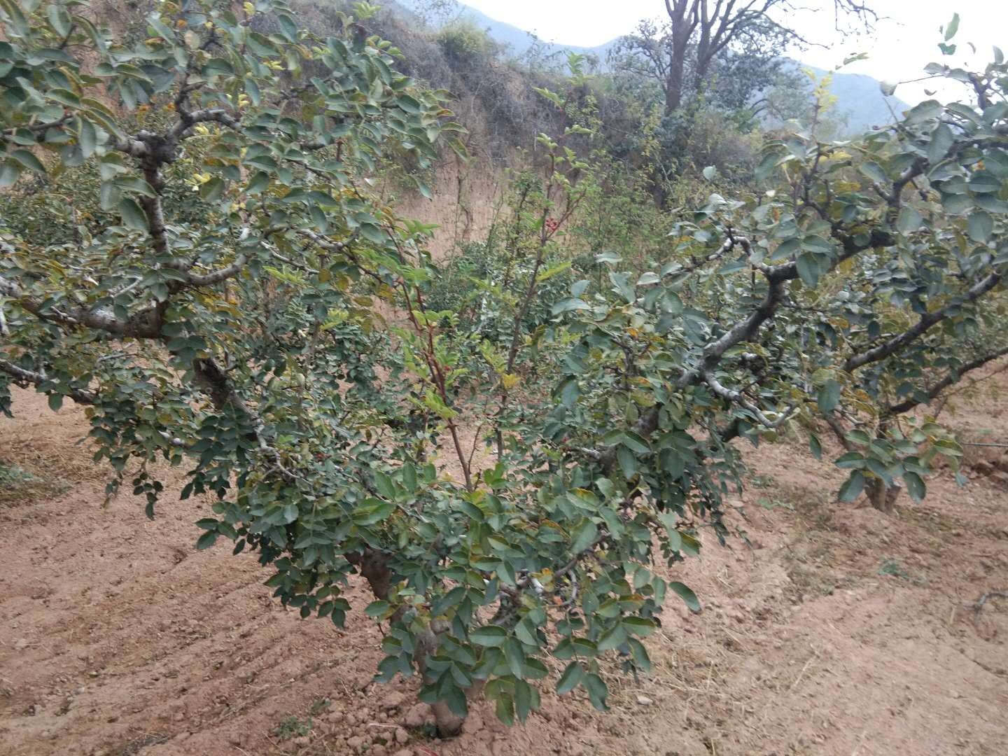 花椒树11月份管理技术要点解析，抓好这四点是关键