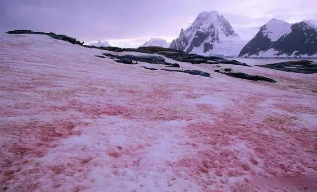 地球咋了？格陵兰岛每天融冰80亿吨，南极温度升高再现“西瓜雪”