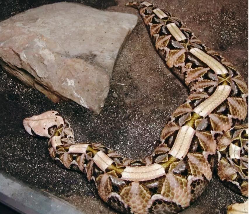 Counting the most "lazy" snakes in the snake world Is "lazy" just an