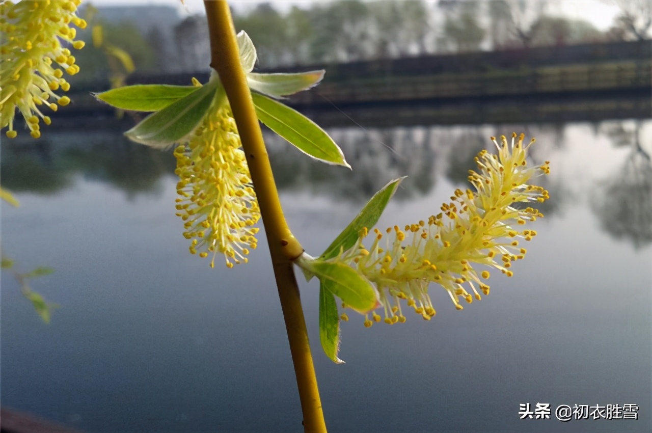 正月春柳鹅儿黄 菀菀黄柳丝 濛濛杂花垂 这个黄是指柳树花哦 资讯咖