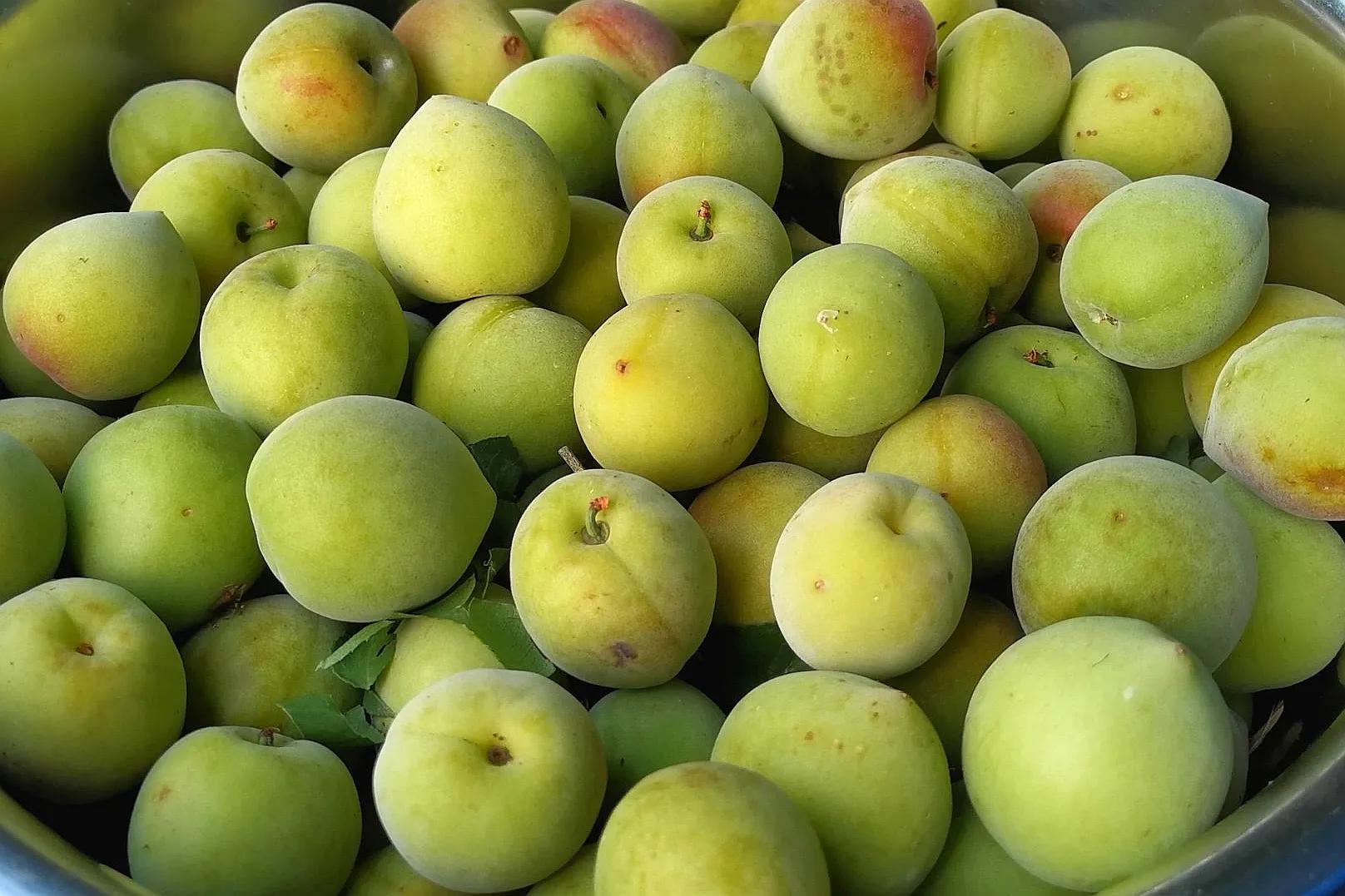 The best way to eat green plums is to make green plum wine and green