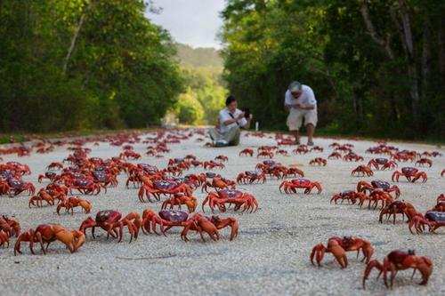 圣诞岛5000万只红蟹染红海岸，当地人为什么不捕食它们？