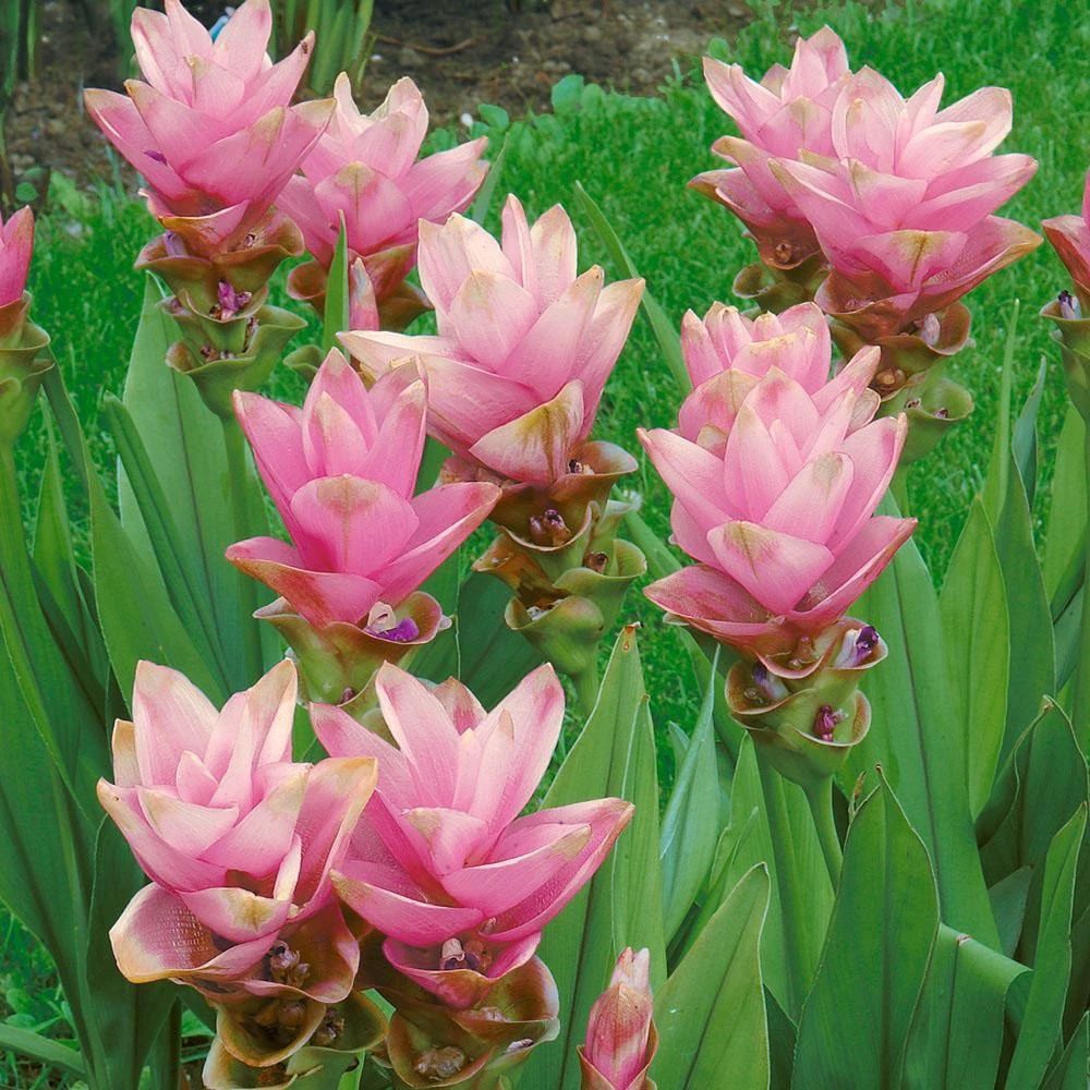 The tropical ginger lotus in the south has a long flowering period