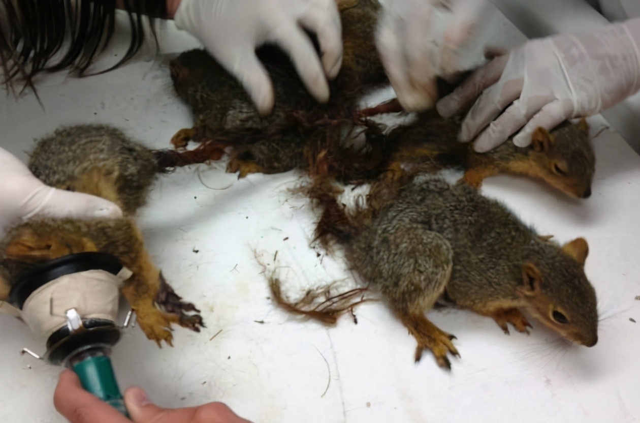 Rat King – Russian Farmer Finds Five Rats With Their Tails Mysteriously  Knotted Together