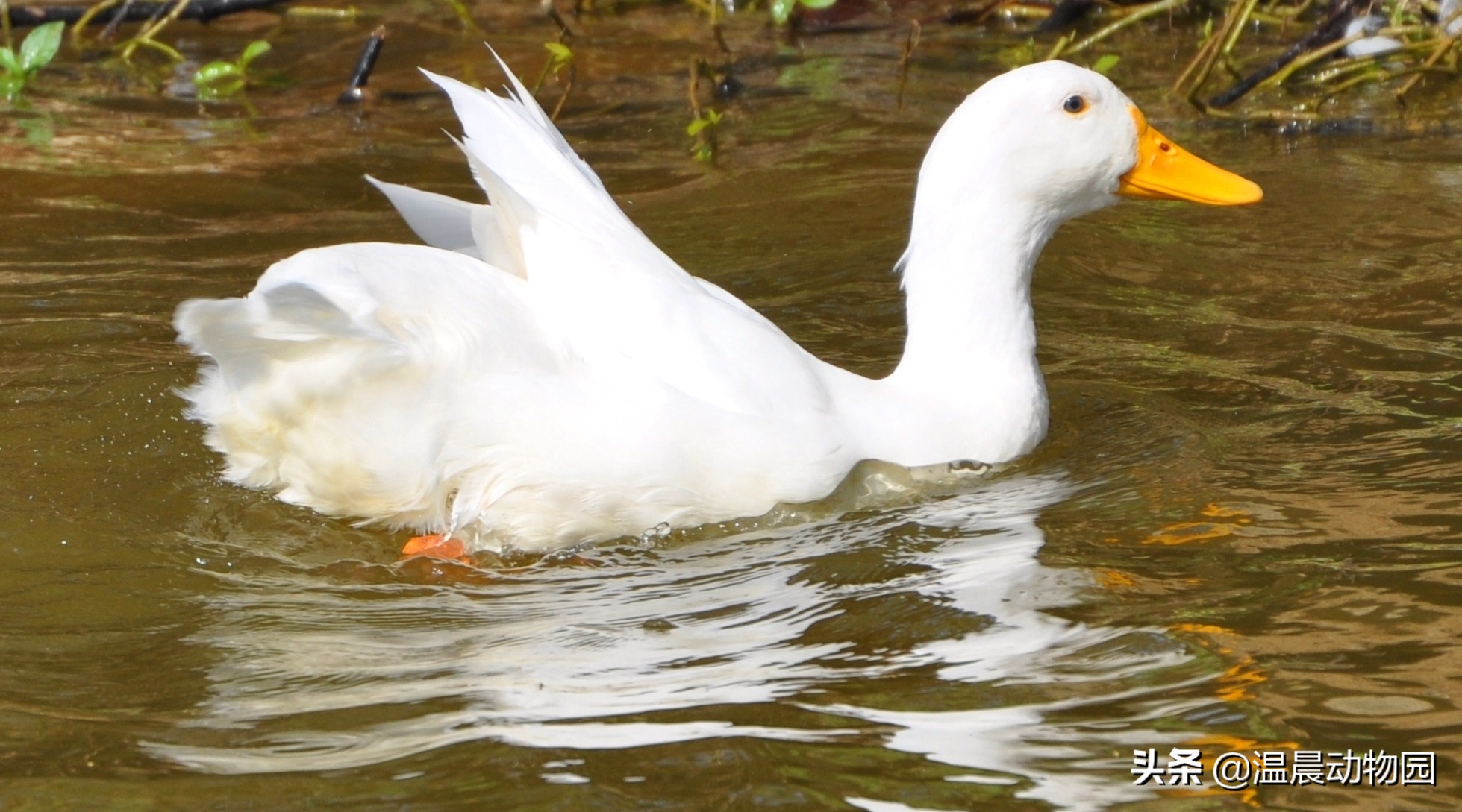家禽的寻亲之旅：鸡鸭鹅的祖先们，至今还跟人类共同生活在地球上