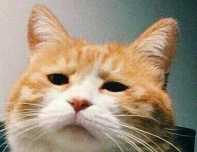 网易云音乐出品，几十元的耳机，也能在颜值和音质上做到出色