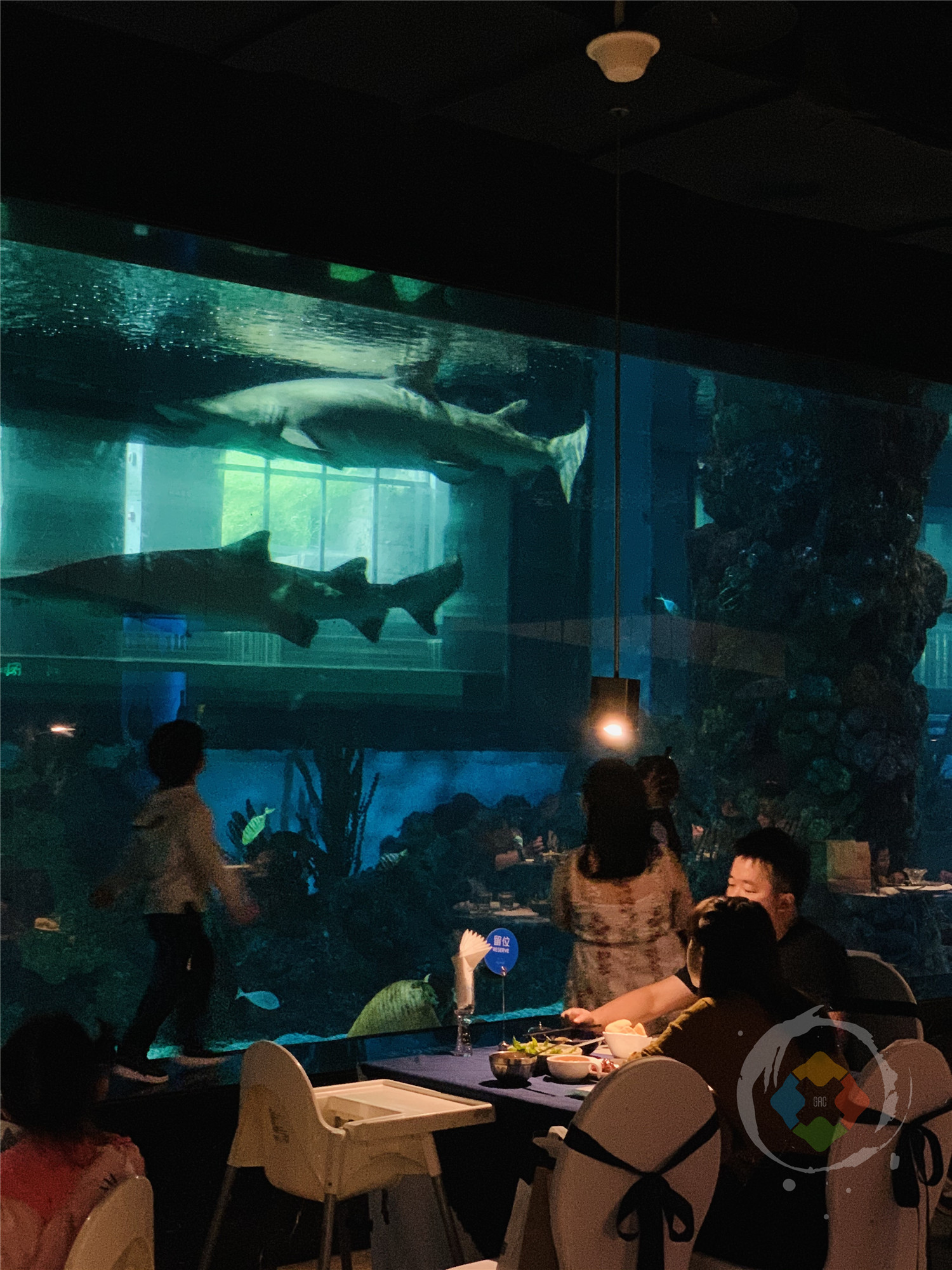 重庆江边最浪漫的餐厅，仿佛置身海底世界，超大型鲨鱼近在眼前