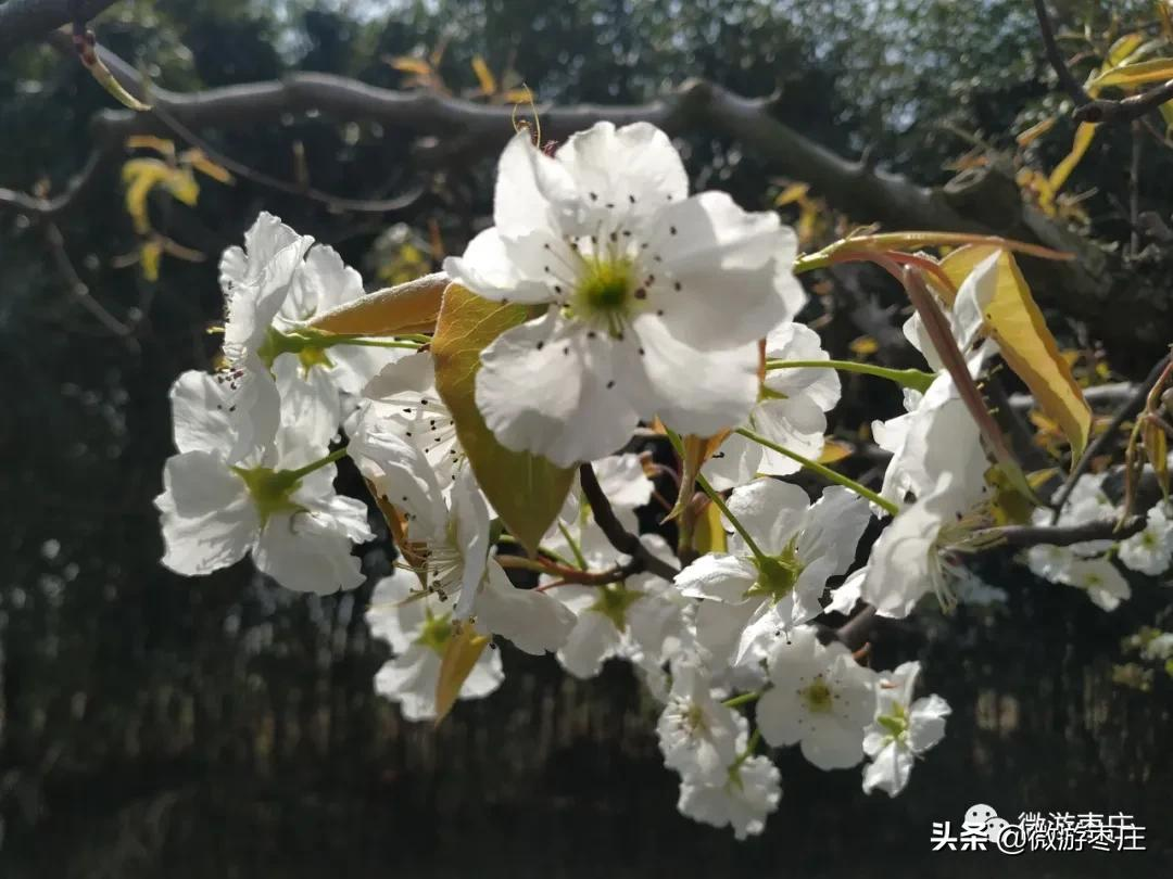 微遊棗莊的自然人文之旅 劉村梨園杜梨花白小桃紅 微遊棗莊 Mdeditor 微遊棗莊的自然人文之旅 劉村梨園杜梨花白小桃紅 微遊棗莊 Mdeditor