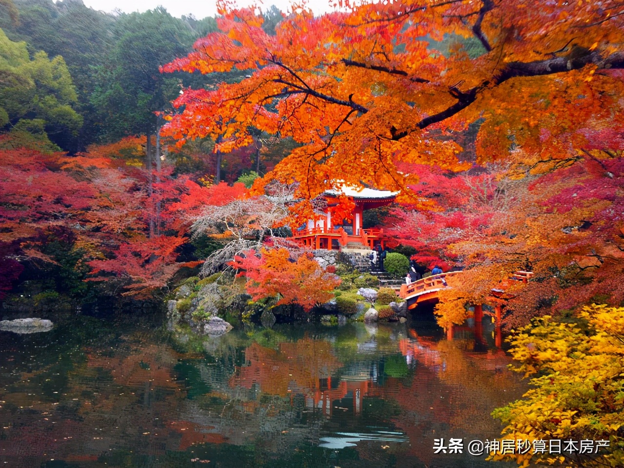 最令人期待的日本之秋，莫过于这一抹红