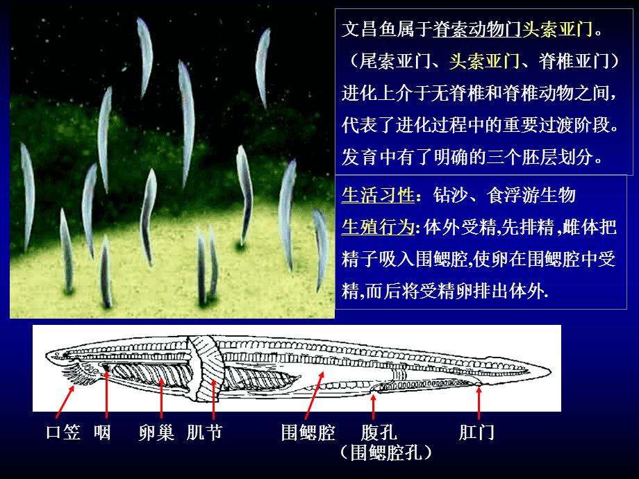 似鱼非鱼,种类不多,却在动物界地位特殊- 资讯咖