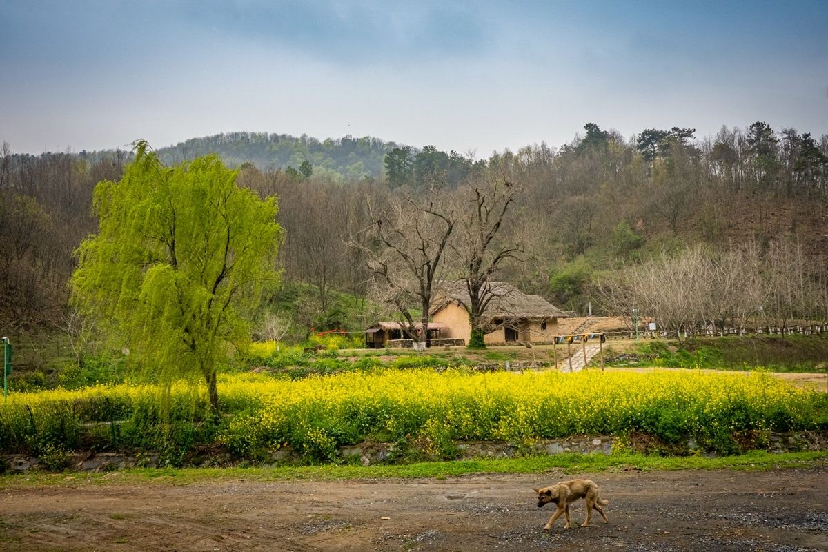 快来看！阳春三月的乡村美如画