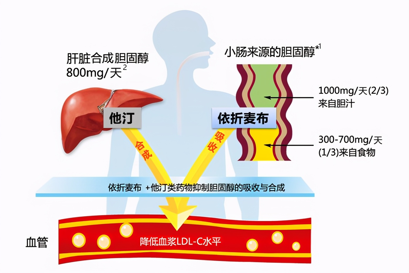 吃“他汀”降胆固醇，降不到标准就加量？错了