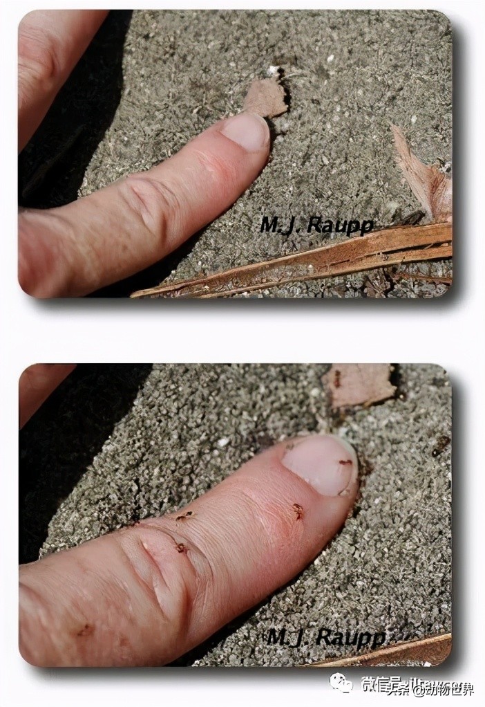 “無敵的”入侵紅火蟻