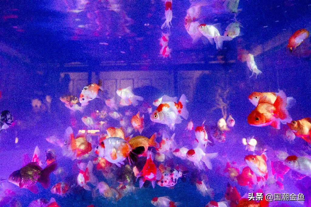 Guochao Goldfish × Lidong How do goldfish survive the winter? iNEWS