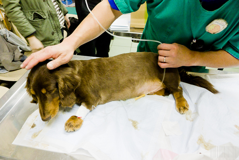 6 foods that should never be given to dogs, each of which is a poison