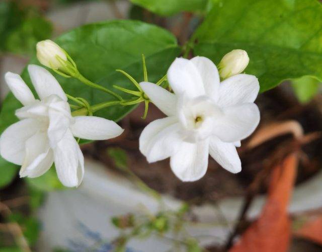 茉莉花釋放“三信號”，果斷剪一剪，花苞咕嚕冒，一次綻放上百朵