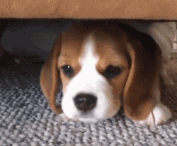 关于狗子的21个神奇冷知识，知道一半的都很了不起