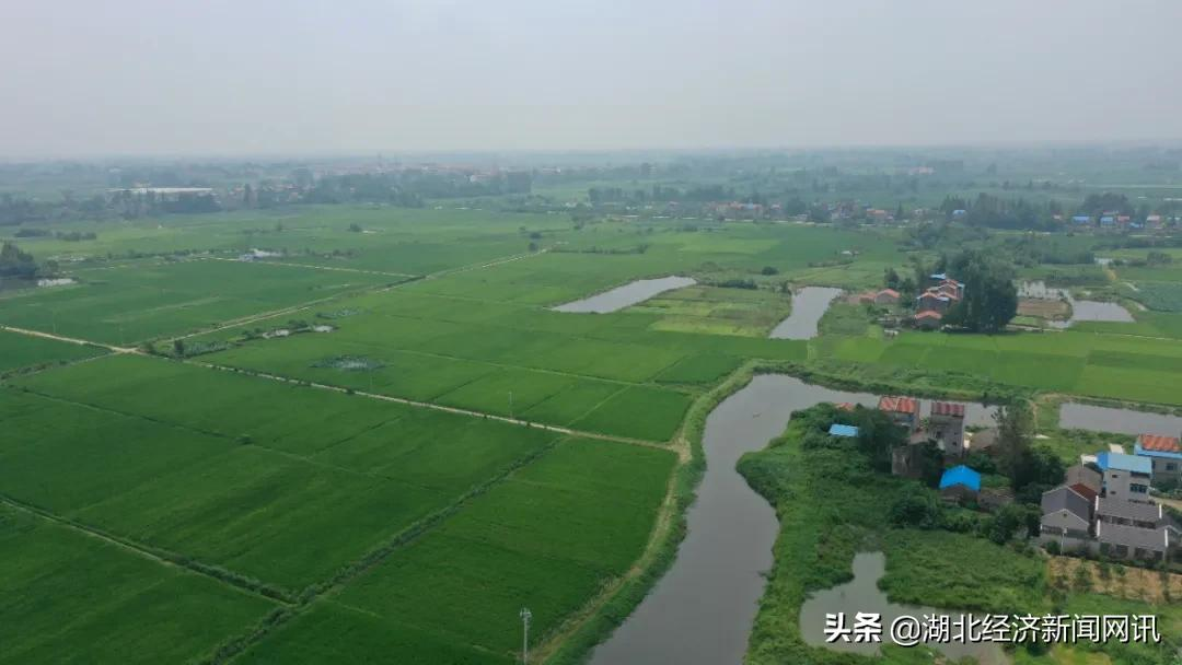 湖北云梦:虾稻共作 逐梦田园