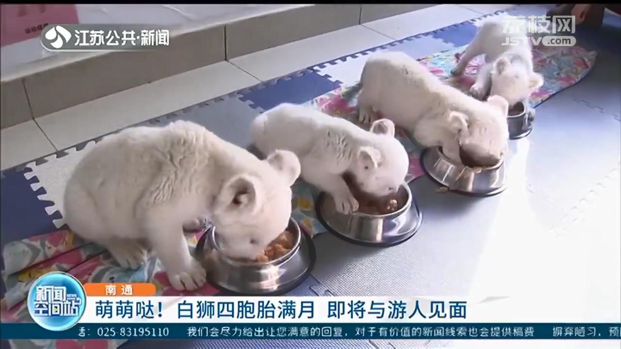 南通野生动物园白狮四胞胎满月 即将与游人见面