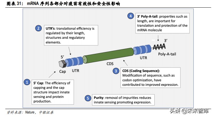 疫苗技术专题分析报告：mRNA疫苗开启疫苗行业新时代
