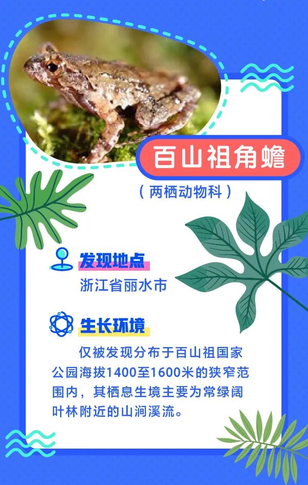 誰還不是個“小可愛”！這些動植物新物種你見過嗎？