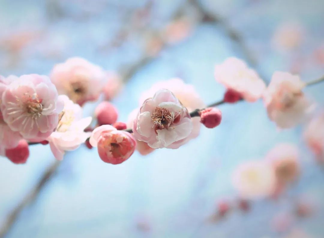 关于梅花的诗句古诗词有哪些，赞美梅花的10首古诗