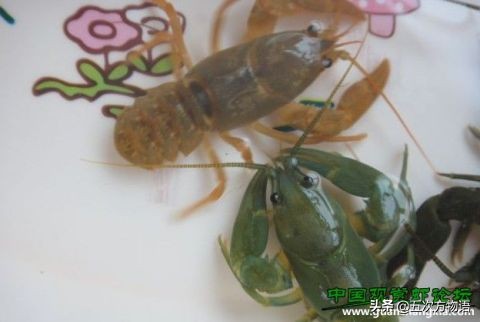 我国本土的淡水“小龙虾”，你了解吗？