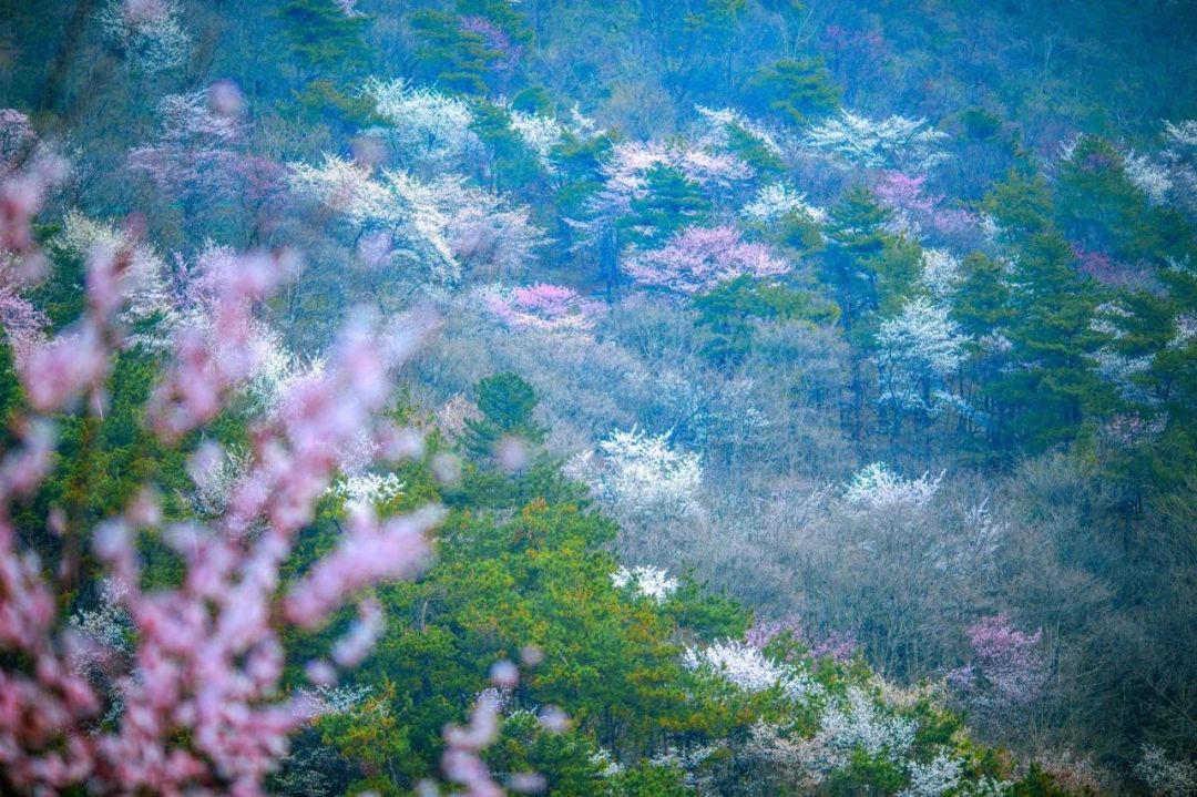 最新！2021随州春游好去处！赏花、爬山、放风筝、摘草莓……想怎么嗨都行