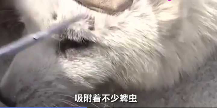 不愧是“狐貍精”，知道“有困難找警察”！東北銀狐進派出所求助