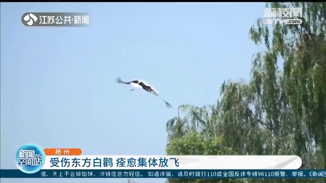放飞自然！受伤东方白鹳扬州痊愈