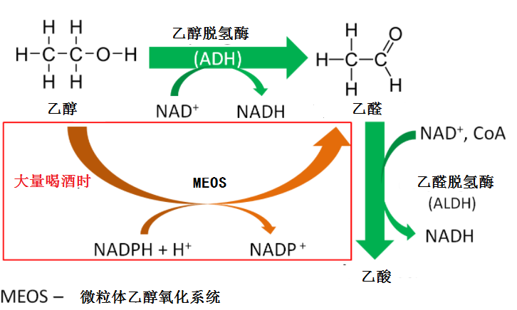 酒量大小天注定？ 喝酒前吃個饅頭就能多喝幾杯是怎麼回事？