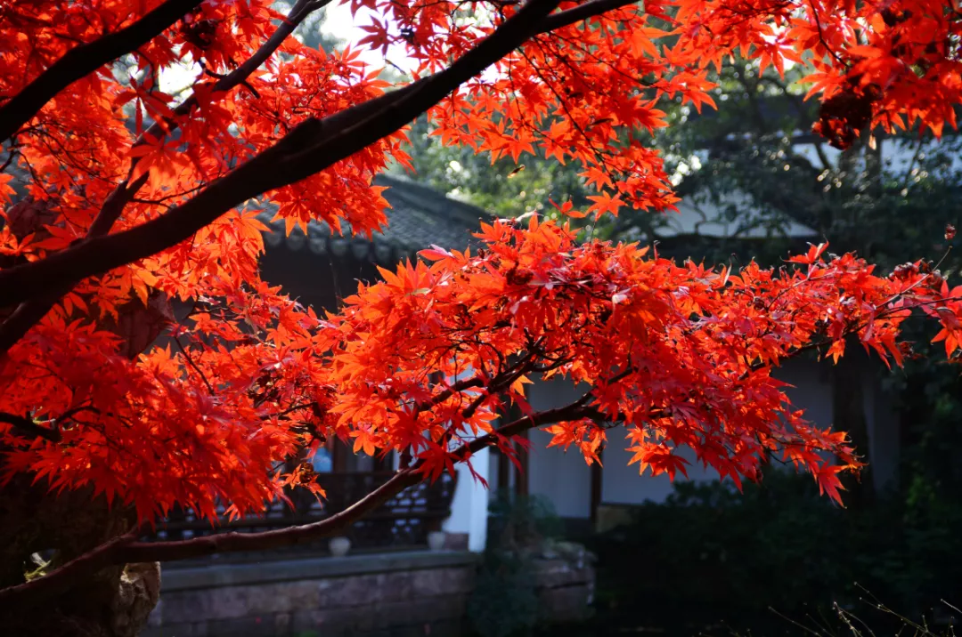 同樣是紅楓，日本紅楓、美國紅楓、中國紅楓到底有何不同？